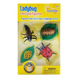 Insect Lore Ladybug Life Cycle Stages