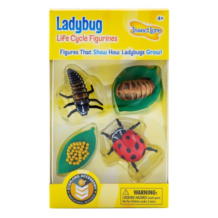 Insect Lore Ladybug Life Cycle Stages