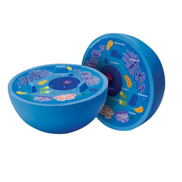 Learning Resources Cross-Section Animal Cell Model