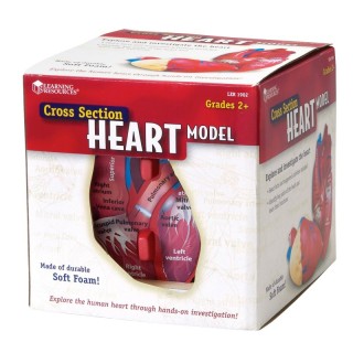 Learning Resources Soft Foam Cross-Section Human Heart Model