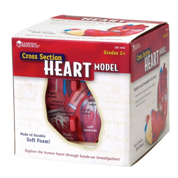 Learning Resources Soft Foam Cross-Section Human Heart Model
