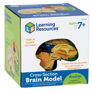 Learning Resources Soft Foam Cross-Section Human Brain Model