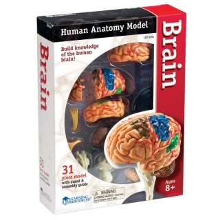 Learning Resources Brain Anatomy Model, 31 Pieces