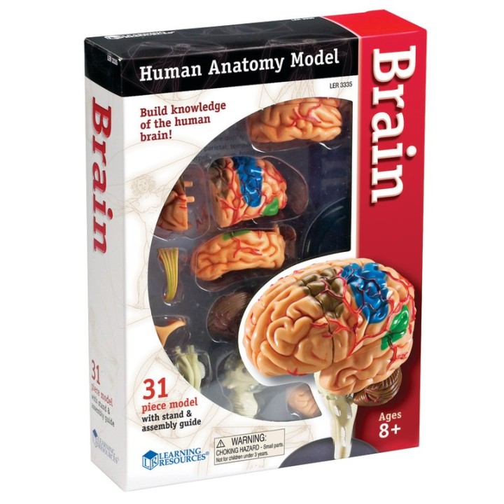 Learning Resources Brain Anatomy Model, 31 Pieces