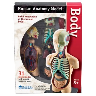 Learning Resources Human Body Anatomy Model, 31 Pieces