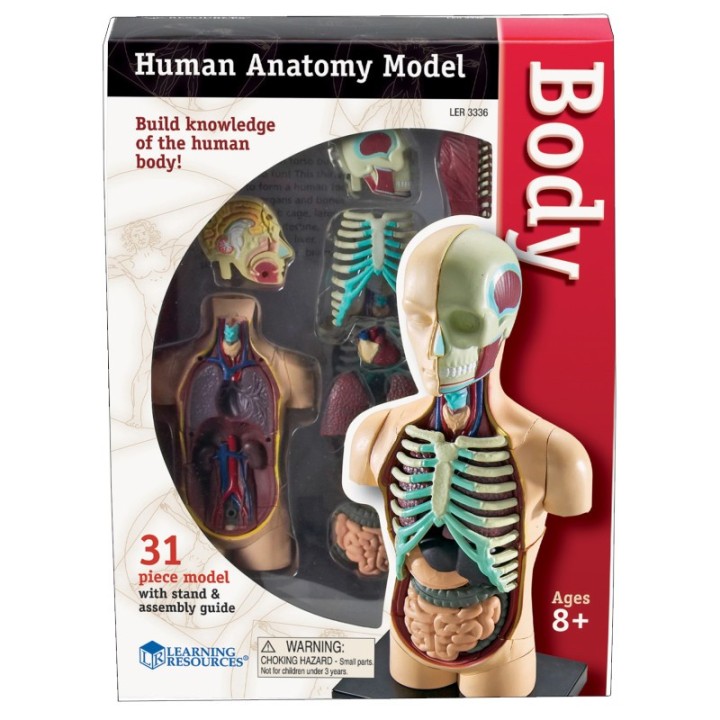 Learning Resources Human Body Anatomy Model, 31 Pieces