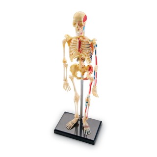 Learning Resources Human Skeleton Model, 41 Pieces