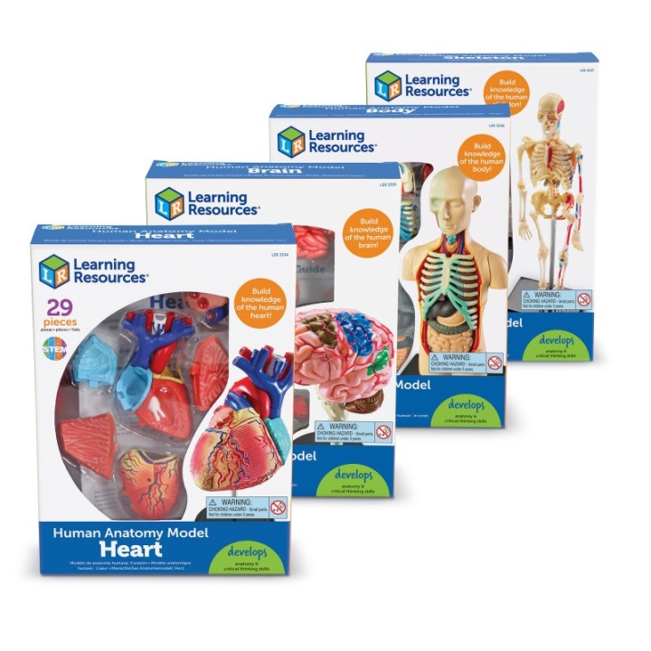 Learning Resources Anatomy Models Set