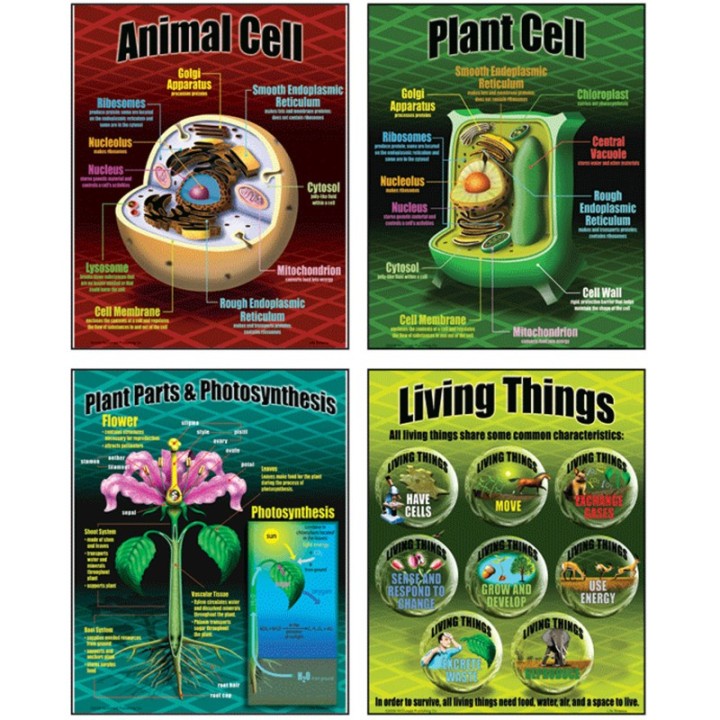 McDonald Publishing Life Science Posters, Set of 4
