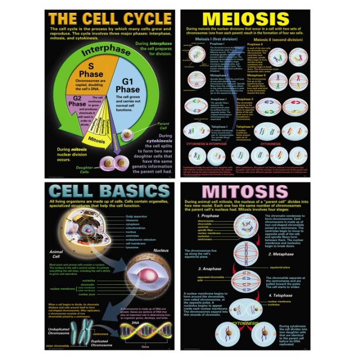 McDonald Publishing Cells Posters, Set of 4