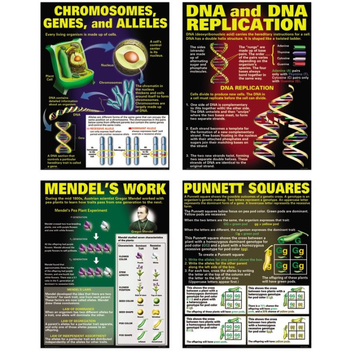 McDonald Publishing DNA & Heredity Posters, Set of 4