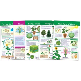NewPath Learning All About Plants Bulletin Board Charts, Set of 5