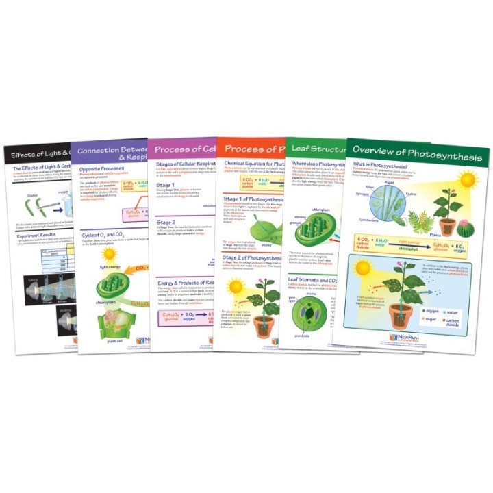 NewPath Learning Photosynthesis Bulletin Board Chart Set, Grades 3-5