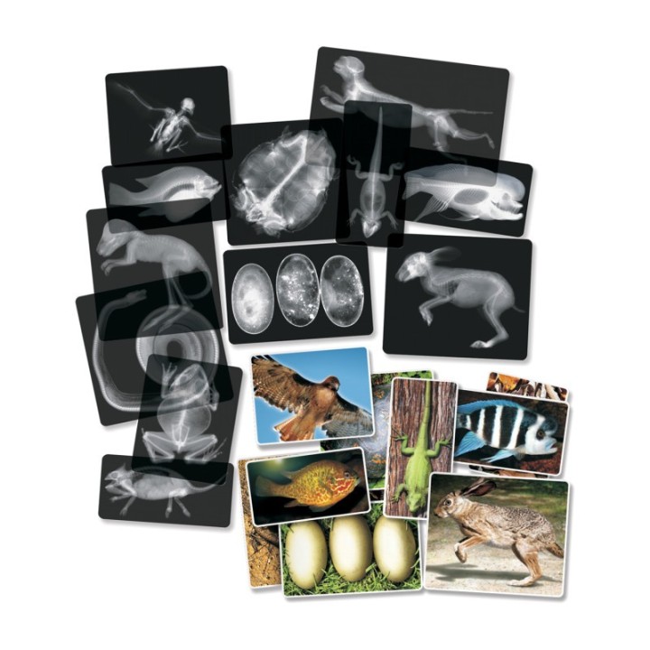 Roylco® Animal X-Ray Set, Set of 14
