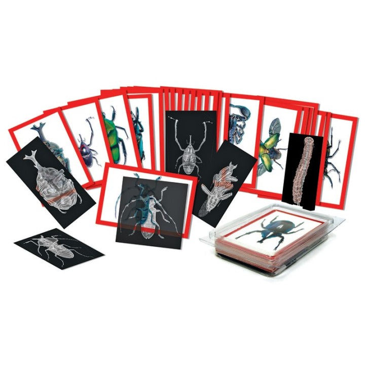 Roylco® Insect X-rays and Picture Cards, Pack of 36