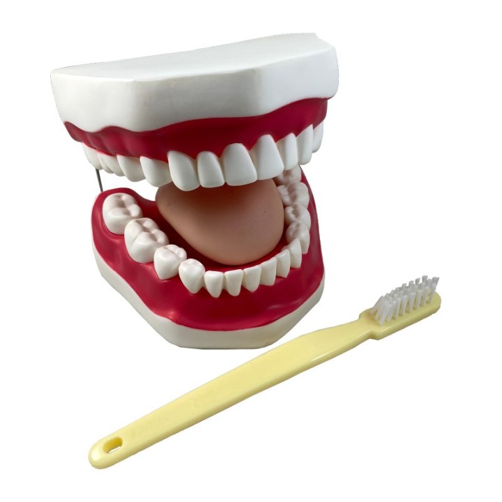 Supertek® Oral Hygiene Model with Key