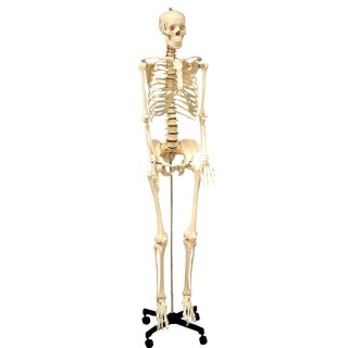 Supertek® Life Size Human Skeleton Model with Key, Rod Mount
