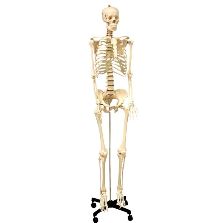 Supertek® Life Size Human Skeleton Model with Key, Rod Mount