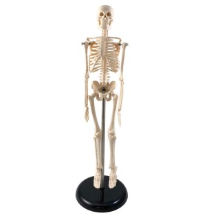 Supertek® Human Skeleton Model with Key, 17"