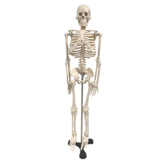 Supertek® Human Skeleton Model with Key, 34"