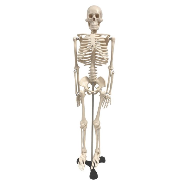 Supertek® Human Skeleton Model with Key, 34"