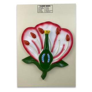 Supertek® 3-D Flower Model