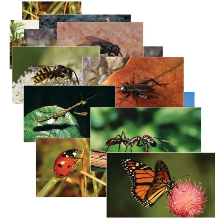 Stages Learning Materials Insects & Bugs Real Life Learning Poster Card Set, Set of 14