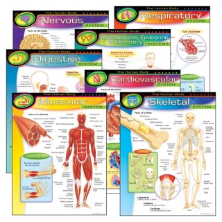 TREND The Human Body Learning Charts Combo Pack, Set of 7