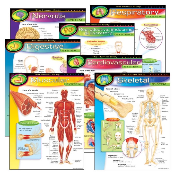 TREND The Human Body Learning Charts Combo Pack, Set of 7