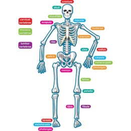 Teacher Created Resources® Human Skeleton Magnetic Accents