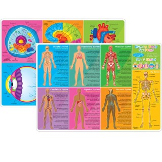 Ashley Productions® Smart Poly™ Learning Mat, 12" x 17", Double-Sided, Human Body Systems & Anatomy