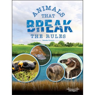 Bridges Animals That Break the Rules