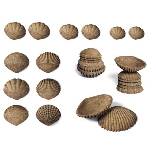 edxeducation® Tactile Shells - Eco-Friendly - 36 Pieces, 6 Textures, 3 Sizes - Ages 18m+