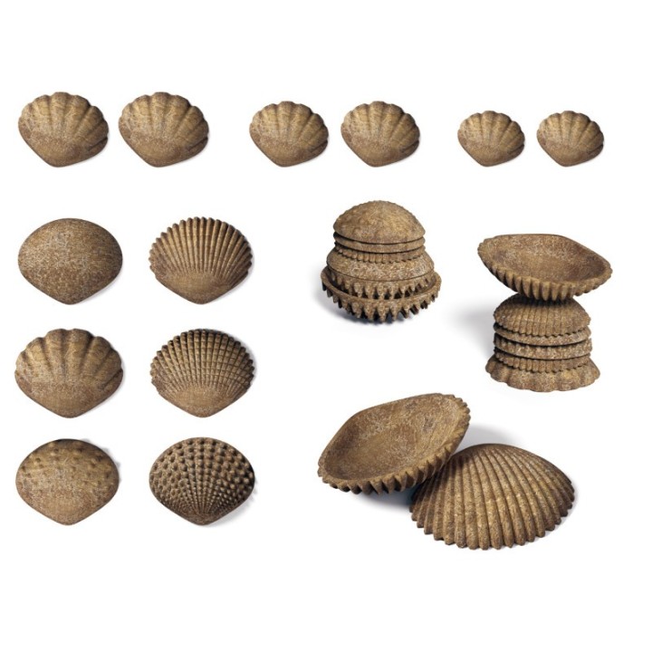edxeducation® Tactile Shells - Eco-Friendly - 36 Pieces, 6 Textures, 3 Sizes - Ages 18m+
