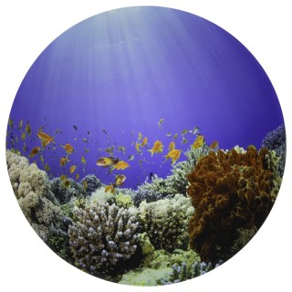 TickiT® Under the Sea Discovery Play Mat