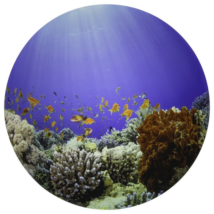 TickiT® Under the Sea Discovery Play Mat