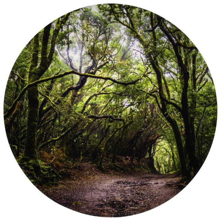 TickiT® Forest Discovery Play Mat