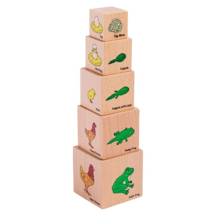The Freckled Frog Lifecycle Wooden Blocks - Set of 5
